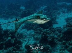 Always beautiful, the eagle ray. House ray lives on this ... by Eduard Bello 